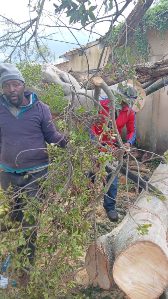tree felling cape town