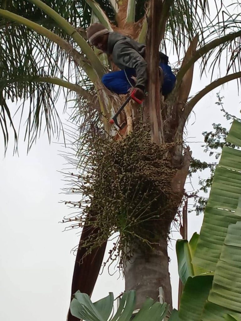 tree felling cape town
