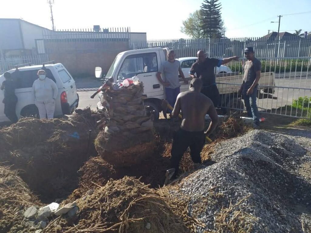 tree-felling-cape-town