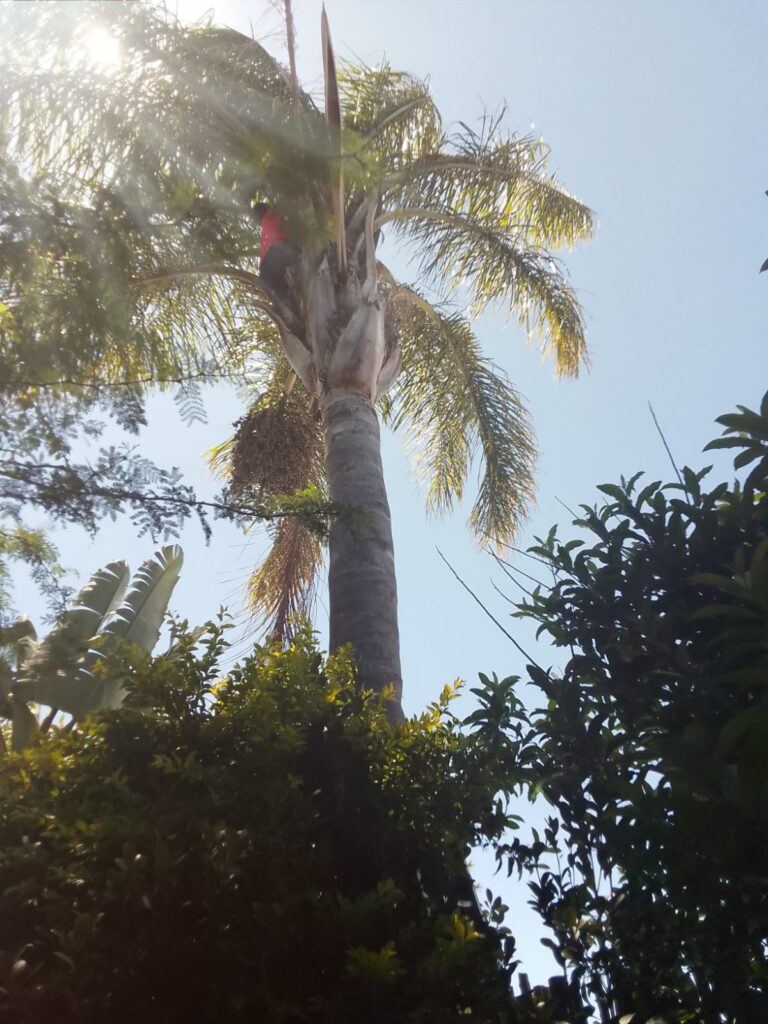 tree felling cape town
