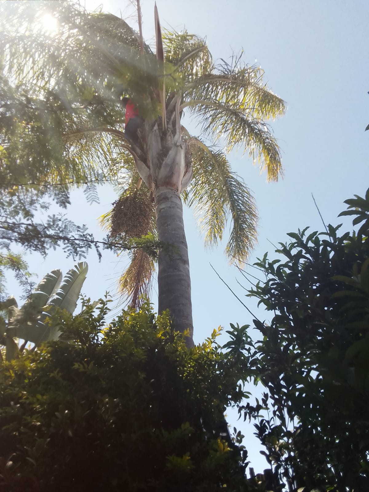 tree felling cape town