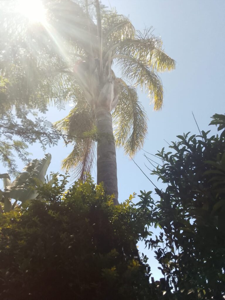 whatsapp image 2026 07 08 at 15.08.38 (1)